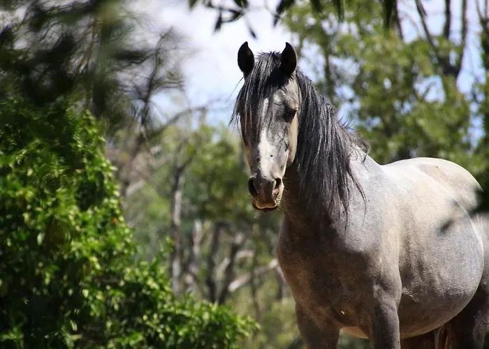 Fragas Do Lobo - Casa Da Azenha * Castelo Novo